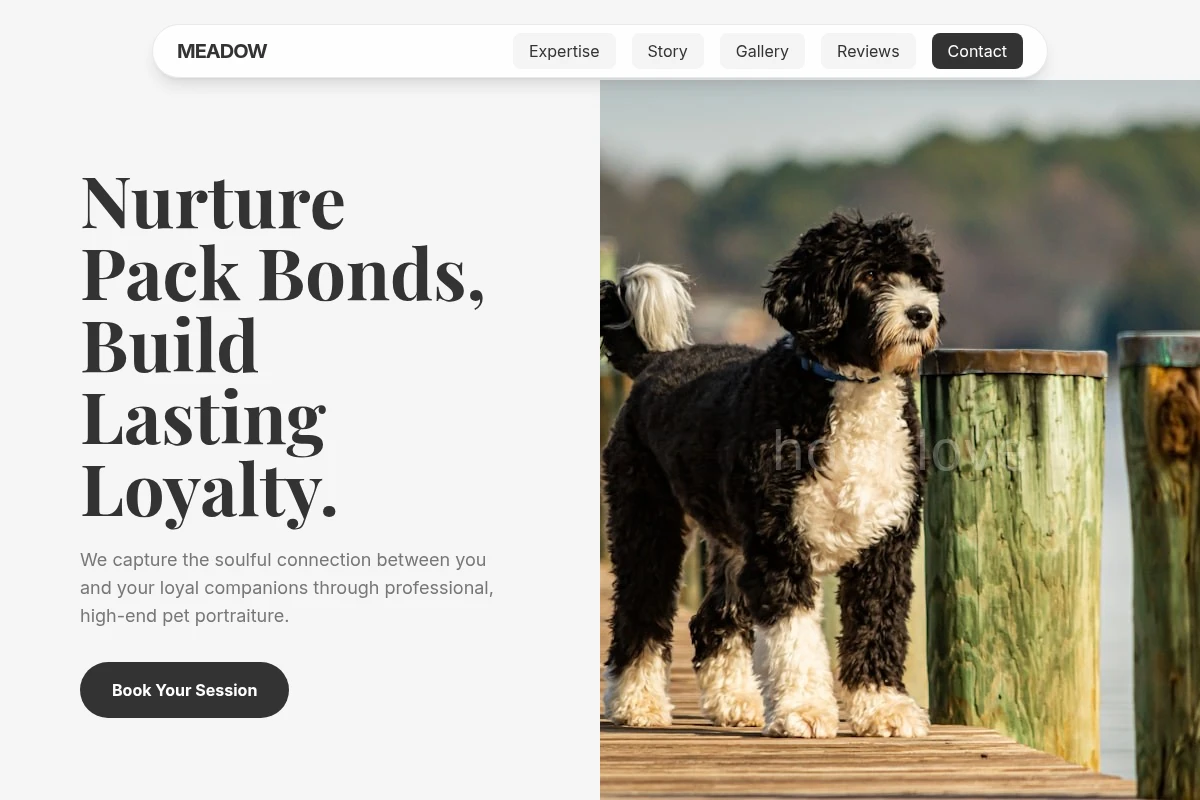Meadow Pet Photography